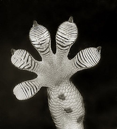 gecko