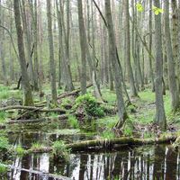 La forêt de Kampinos en Pologne, très fréquentée par les visiteurs