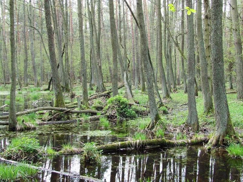 La forêt de Kampinos en Pologne, très fréquentée par les visiteurs