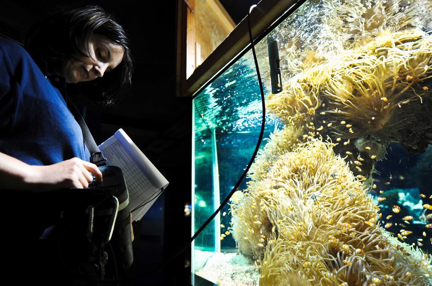 Une océanographe contrôle le taux de salinité d'un aquarium