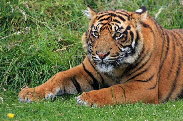 Tigre