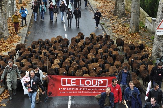 Manifestation anti-loup