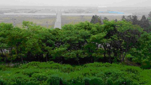Site de Urajiri, surplombant la plaine lessivée par le tsunami - L. Nespoulous