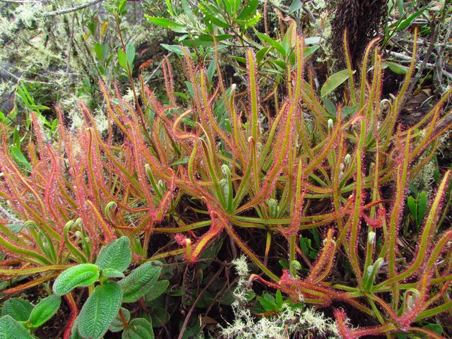 drosera magnifica