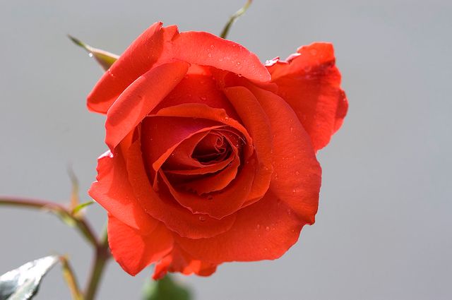 Rose rouge