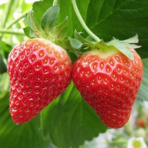 fraisier