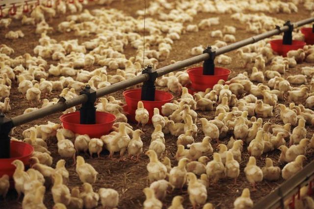 le secteur avicole français craint des faillites en chaîne