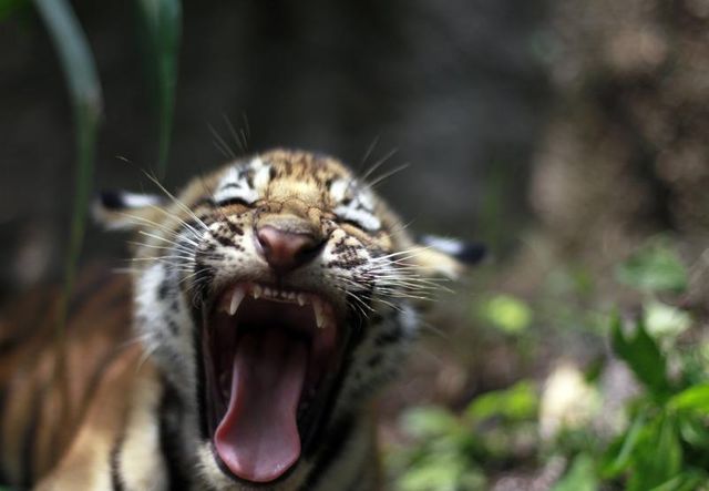 le tigre du bengale renaît au népal