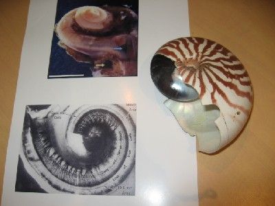 le nautile, mollusque de Nouvelle Calédonie, qui présente la même forme en spirale que la cochlée, organe de l'oreille interne