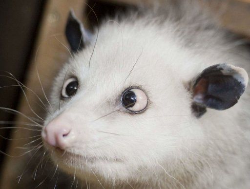Heidi l'opossum qui louche.