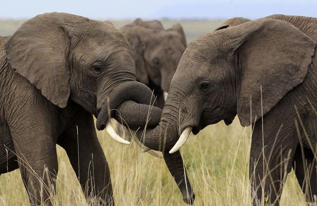 onze mille éléphants tués au gabon depuis 2004