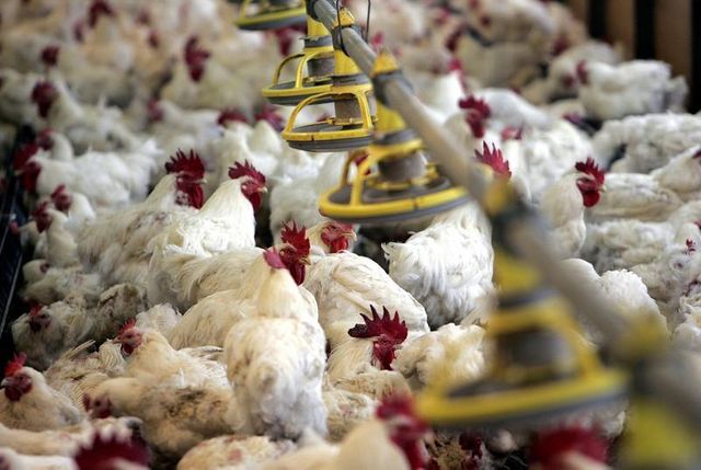 la suppression des aides européennes à l'export de poulet suscite un tollé en france