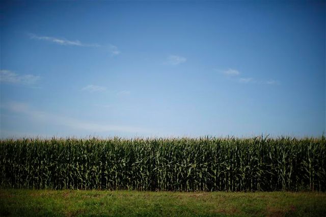 les députes écologistes veulent interdire la culture de tous les ogm en france