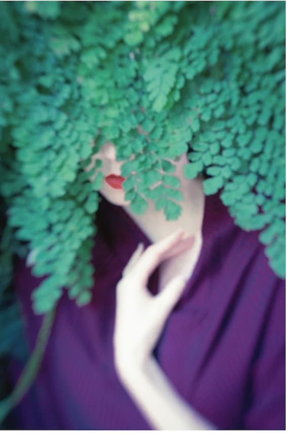 Le Chardon rouge