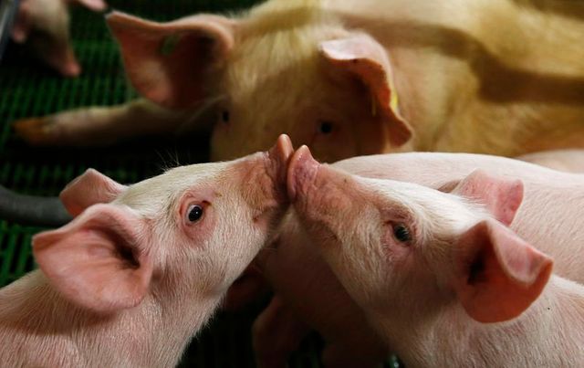 la france suspend son interdiction d'importer des porcs américains