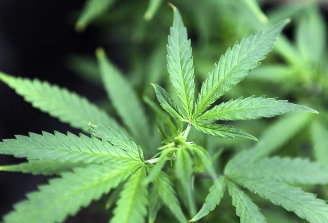 autorisation de commercialisation en france du sativex, un médicament dérivé du cannabis