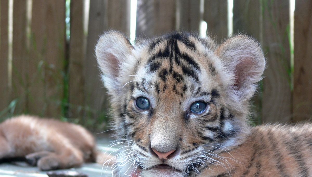 Des Dealers Proposaient Des Selfies Avec Un Bebe Tigre Des Dealers Proposaient Des Selfies Avec Un Bebe Tigre