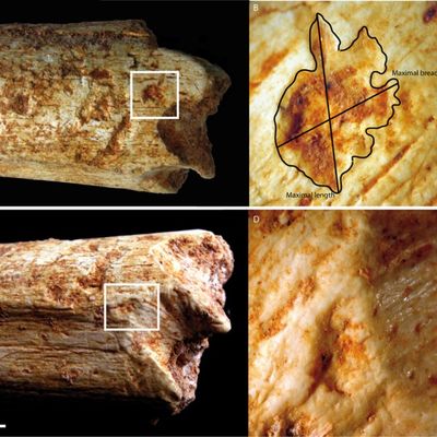Marques de carnivores sur l'homo rodesiensis