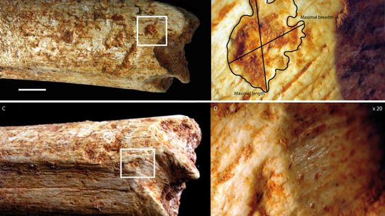 Marques de carnivores sur l'homo rodesiensis - Camille Daujeard