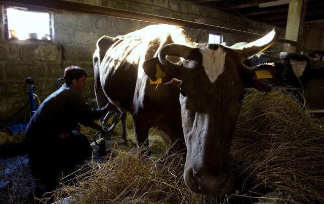 l'élevage laitier menacé de disparition, selon un rapport