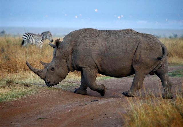 350.000 dollars pour chasser un rhinocéros