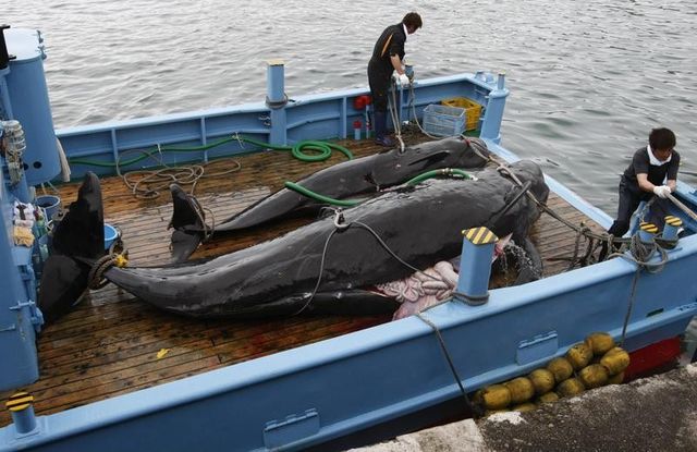 le japon va continuer à chasser la baleine dans le pacifique