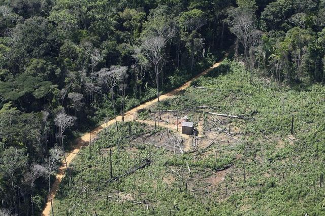 le rythme de déforestation de l'amazonie augmenterait de nouveau