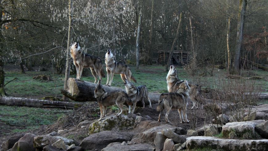 Loups gris, parc animalier de Sainte Croix (Rhodes, 57), 2016