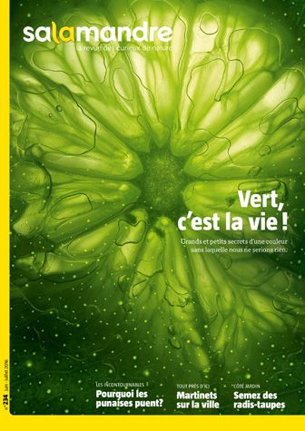 La salamandre couverture