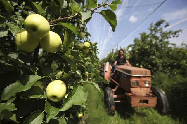 face à l’embargo russe, les filières agroalimentaires demandent des aides