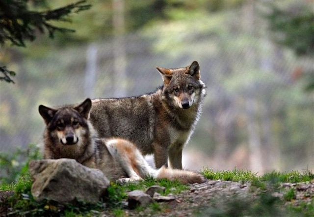 davantage de loups pourront être abattus en france à partir de 2013