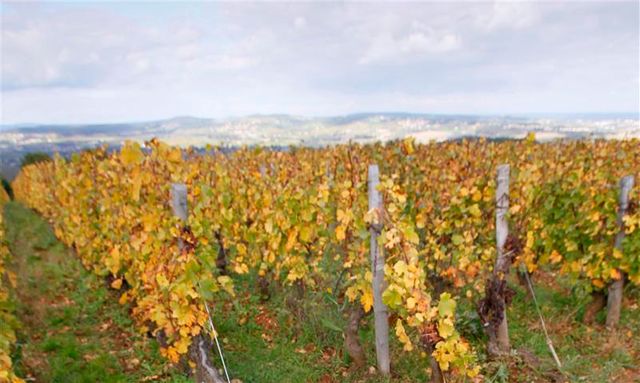 les vignobles de bourgogne dévastés par les orages de grêle
