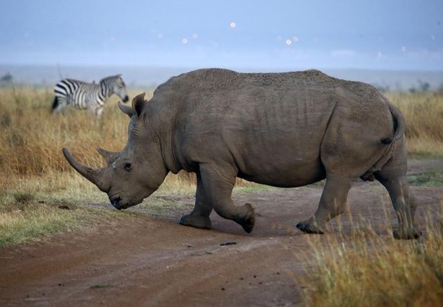 les derniers rhinocéros d'afrique en danger