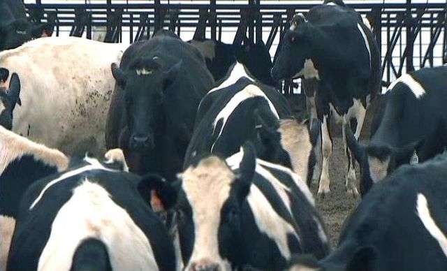 non-lieu général dans le dossier de la "vache folle"