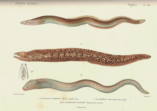 Planche du livre "Le Règne animal" de Cuvier
