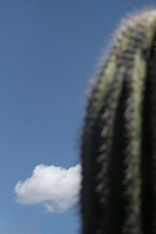 Cactus, nuage et ciel, Vertical Horizon © Ralph Gibson