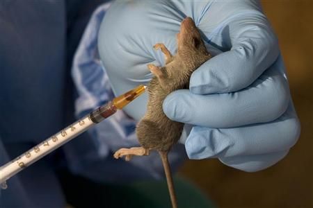 des souris amnésiques retrouvent la mémoire