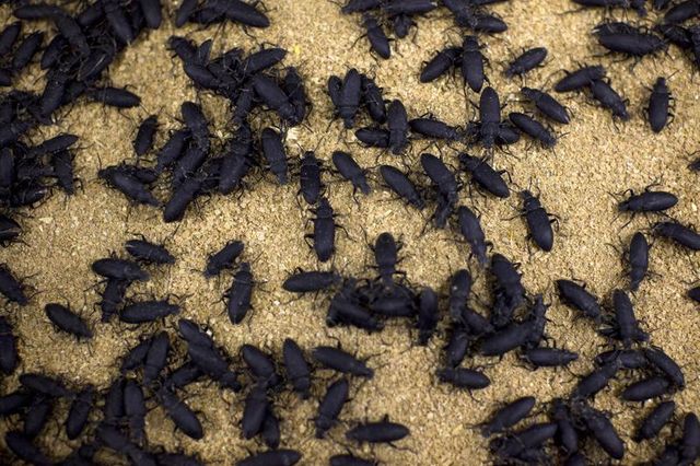 les insectes, une alternative crédible pour l'alimentation animale