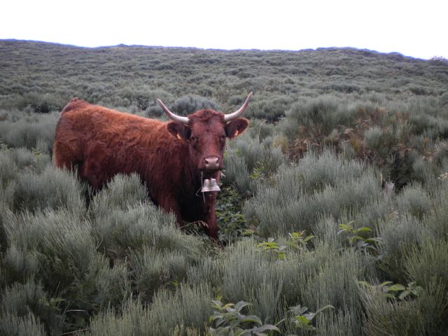La vache de Salers