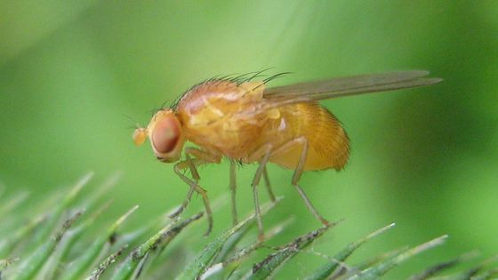 Mouche drosophile (drosophila melanogaster) - Botaurus