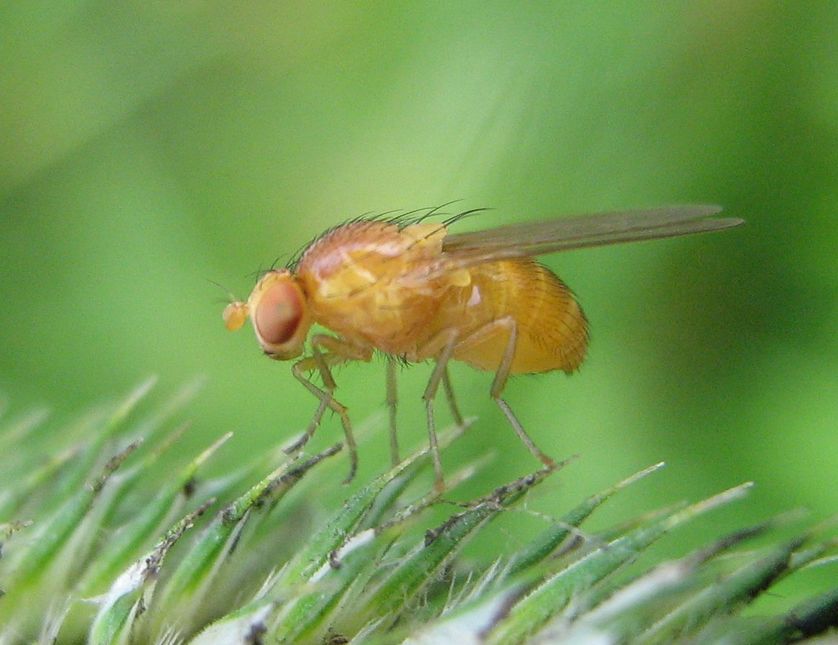 Mouche drosophile (drosophila melanogaster)