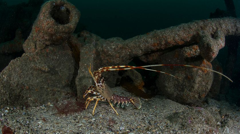 Langouste