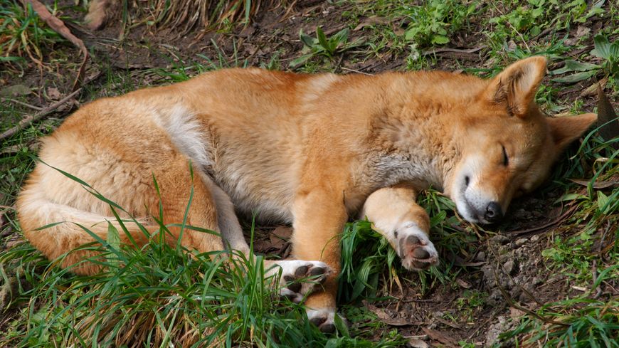 Un dingo endormi. Parc naturel de Cleland en Australie