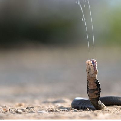 Un cobra lance son venin