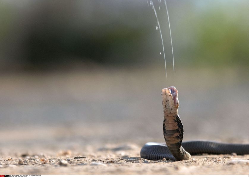 Un cobra lance son venin