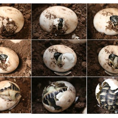 Un même œuf de tortue peut donner un mâle ou une femelle en fonction de la température. L'utilisation des gènes codant soit pour l'un soit pour l'autre, dépend donc d'un phénomène épigénétique