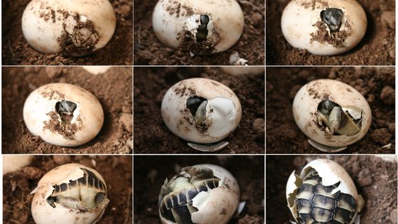 Un même œuf de tortue peut donner un mâle ou une femelle en fonction de la température. L'utilisation des gènes codant soit pour l'un soit pour l'autre, dépend donc d'un phénomène épigénétique - Henri Pidoux (Wikimedia Commons)
