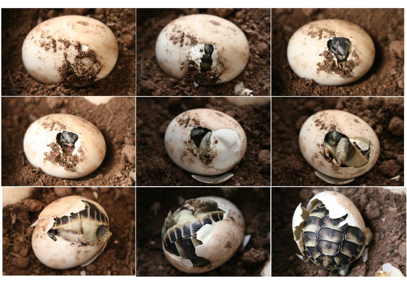 Un même œuf de tortue peut donner un mâle ou une femelle en fonction de la température. L'utilisation des gènes codant soit pour l'un soit pour l'autre, dépend donc d'un phénomène épigénétique