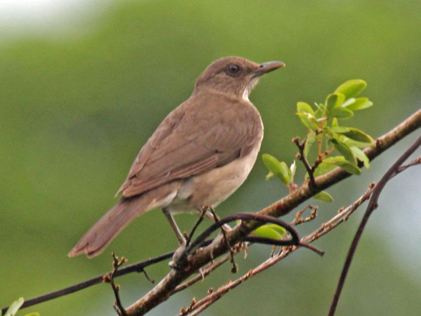 Le Capitaine De La Forêt