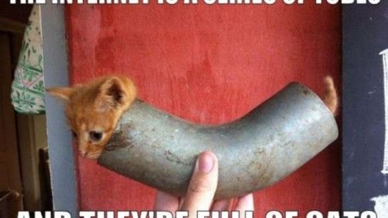 L'Internet est une série de tubes, et ils sont remplis de chats